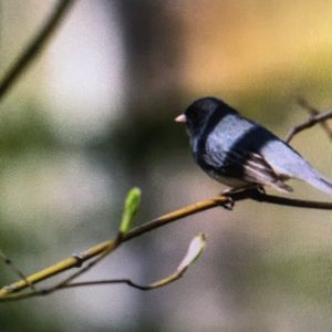 Meet your Posher, Dallas